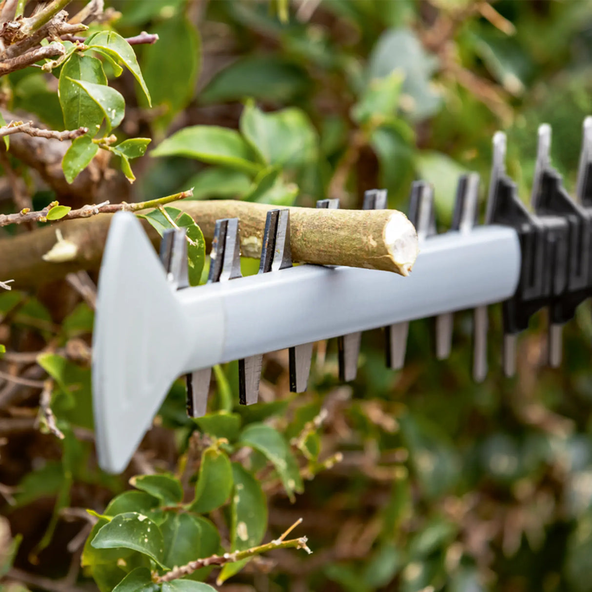 Tagliasiepi Bosch GHE 18V-60